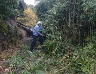 茨城県つくば市吉沼竹林にて竹林を伐採する男性